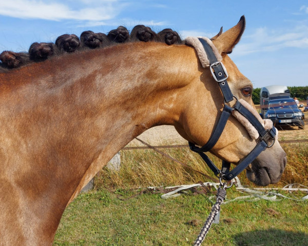 dressage horse Call Me Coco 4 (German Riding Pony, 2016, from Classic Dancer I)