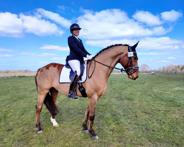 dressage horse Attreju 2 (Hanoverian, 2007, from As di Villagana)