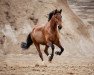 dressage horse Escalado 2 (Lusitano, 2009)