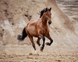 Dressurpferd Escalado 2 (Lusitano, 2009)