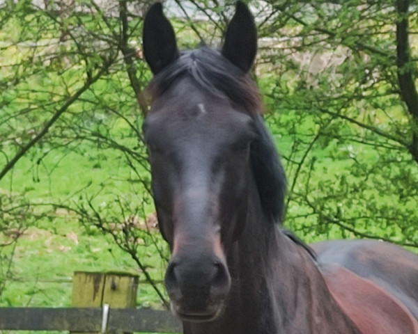 dressage horse Federstern 3 (Hanoverian, 2017, from Tannenhof's Fahrenheit)