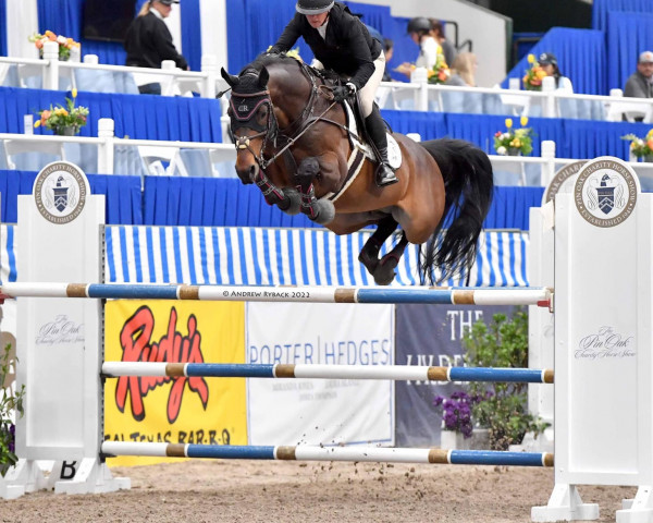 stallion Farmgraaf (KWPN (Royal Dutch Sporthorse), 2010, from Verdi)