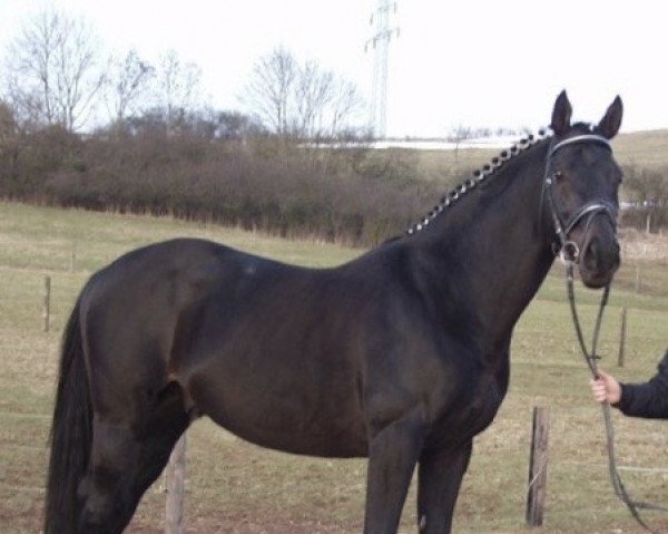 stallion Bon Jovi xx (Thoroughbred, 1993, from Königsstuhl xx)
