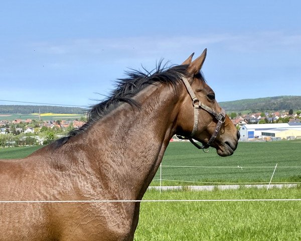 Pferd Brunhilde (Oldenburger,  , von Bon Jovi xx)