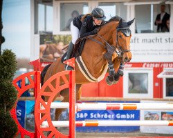 jumper Chaccolina PS (Hanoverian, 2015, from Chacco-Blue)