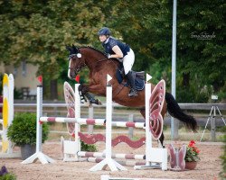 jumper Navall 4 (German Sport Horse, 2017, from Nekton)