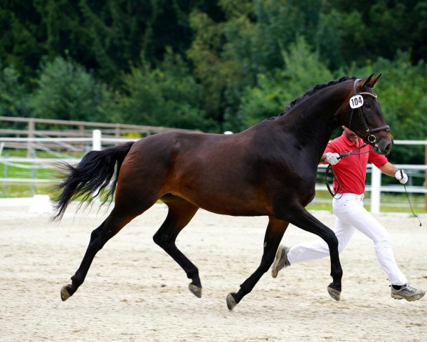 dressage horse Symphonie M (Austrian Warmblood, 2015, from Revanche de Rubin)