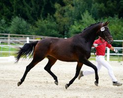 dressage horse Symphonie M (Austrian Warmblood, 2015, from Revanche de Rubin)