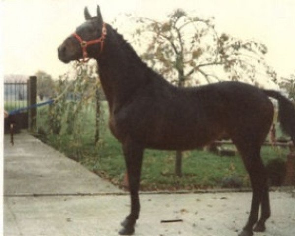 stallion Enchanteur AA (Anglo-Arabs, 1970, from Anico x)