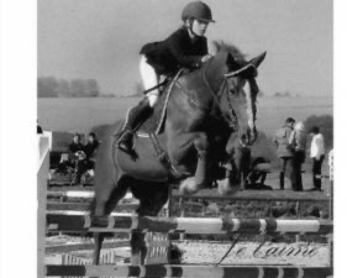stallion Vraitot (Selle Français, 1987, from Le Tot de Semilly)