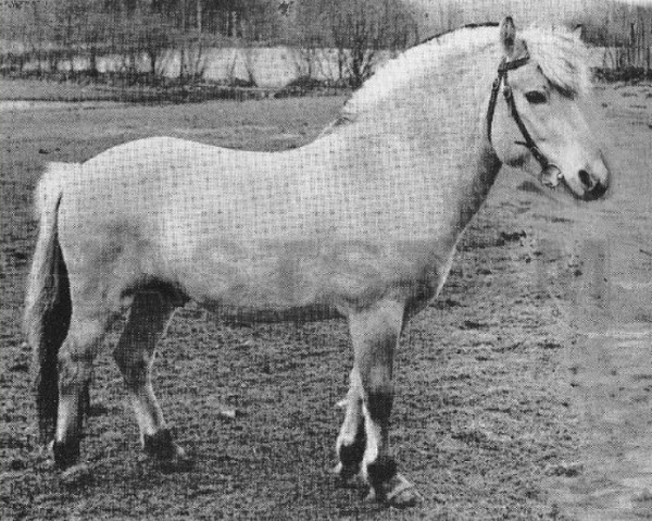 horse Kajanus (Fjord Horse, 1964, from Lyar FJH 394)