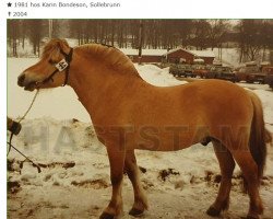 stallion Prim 134 SWE (Fjord Horse, 1981, from Sindarve Tuff)