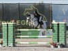 jumper Mateo Di Belle (Belgian Riding Pony, 2008, from Dexter Leam Pondi)