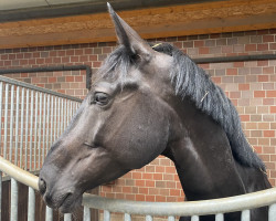 dressage horse Edison M (Finnish Warmblood, 2018, from Everdale)