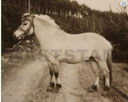 Pferd Cesar 84 SWE (Fjordpferd, 1975, von Valder 25 SWE)