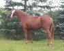 Zuchtstute Dinas Diva (Deutsches Reitpony, 2014, von Dimension AT NRW)