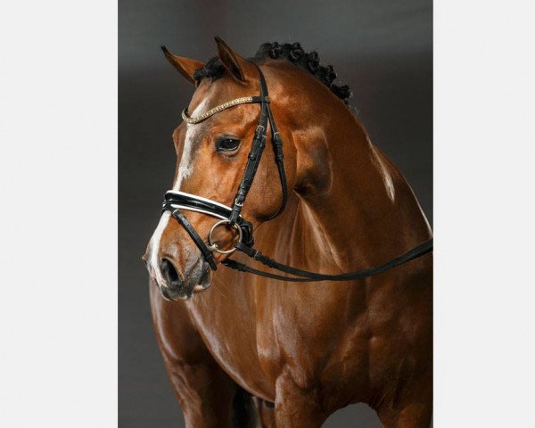 dressage horse Coccolino de Luxe (German Riding Pony, 2013, from FS Champion de Luxe)