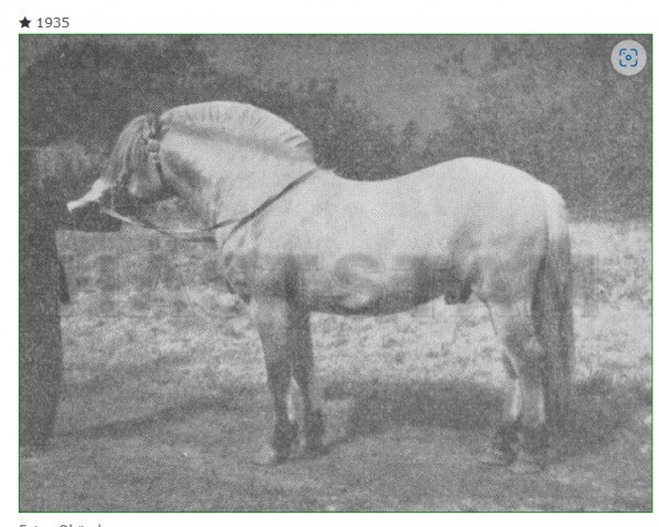 stallion Dregg N.1001 (Fjord Horse, 1935, from Ringdølen N.900)