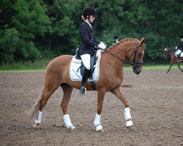 broodmare Coccolina de Luxe (German Riding Pony, 2004, from FS Champion de Luxe)