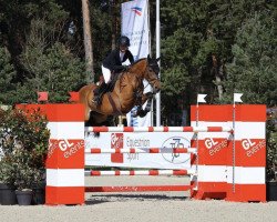 jumper Doligo de St Leger (Selle Français, 2013, from Hooligan de Rosyl)