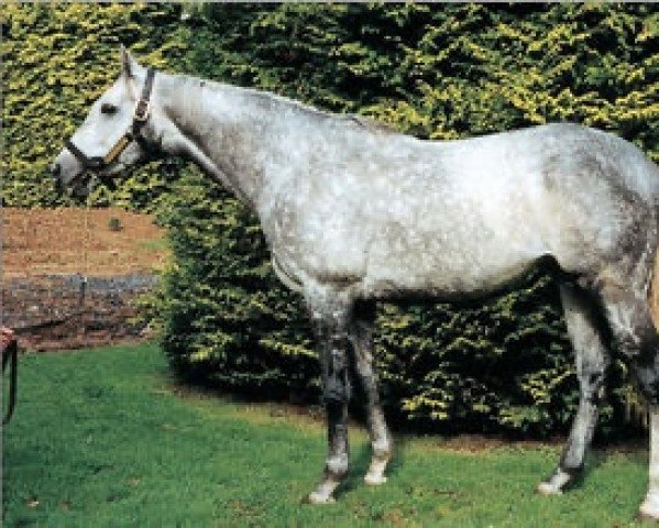 stallion Baroud d'Honneur xx (Thoroughbred, 1993, from Highest Honor xx)