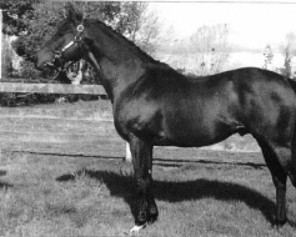 horse Phantom Breeze xx (Thoroughbred, 1986, from Vision xx)