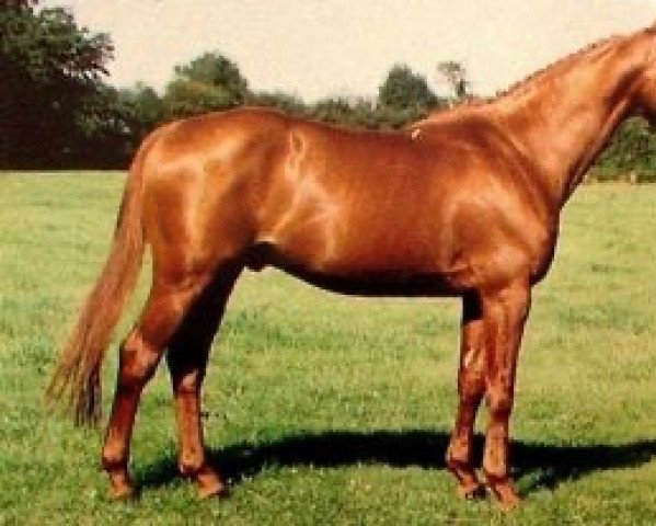 stallion Ascot d'Elle (Selle Français, 1988, from Uriel)
