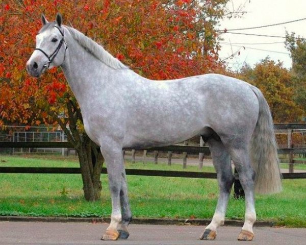 stallion Ugano Sitte (Belgium Sporthorse, 2004, from Clinton)