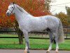 stallion Ugano Sitte (Belgium Sporthorse, 2004, from Clinton)