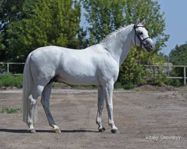 stallion Cornet Obolensky (Westphalian, 1999, from Clinton)