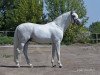 stallion Cornet Obolensky (Belgian Warmblood, 1999, from Clinton)