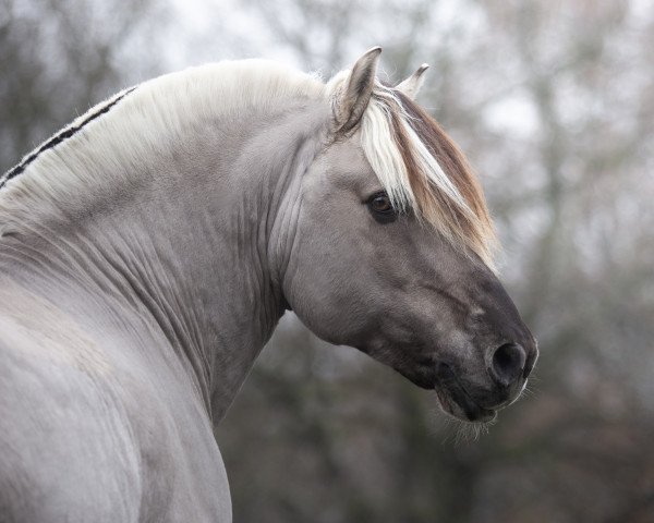 stallion Ilmar (Fjord Horse, 2005, from Irving)