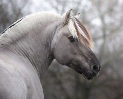 stallion Ilmar (Fjord Horse, 2005, from Irving)