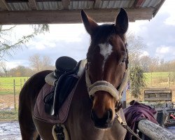 dressage horse Elya (Oldenburg, 2015, from Donnerball)