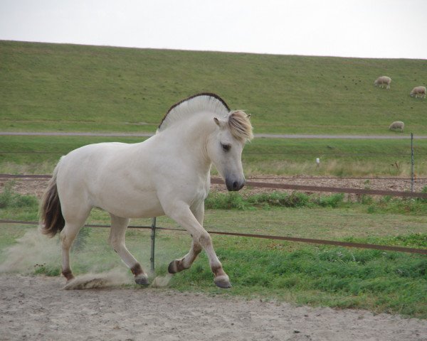 Pferd Klosterhof's Bosse (Fjordpferd, 2019, von Bram)