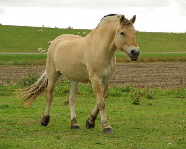 Dressurpferd Nandu 45 (Fjordpferd, 2000)