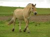 dressage horse Nandu 45 (Fjord Horse, 2000)