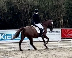 dressage horse Desparpajo (German Riding Pony, 2016, from Donchester)