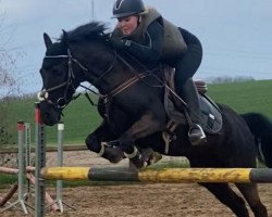 jumper Herr Herrmann Heufel (German Riding Pony, 2018, from Homer)