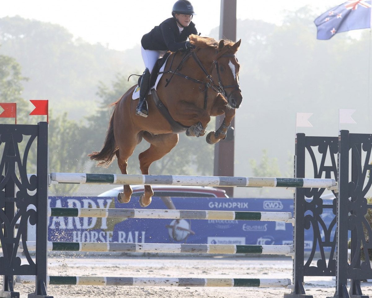 Springpferd Baskin Sunny Diamond (Irish Sport Horse, 2015, von Diamant de Semilly)