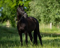 dressage horse Robin 757 (Westphalian, 2010, from Rohniro)