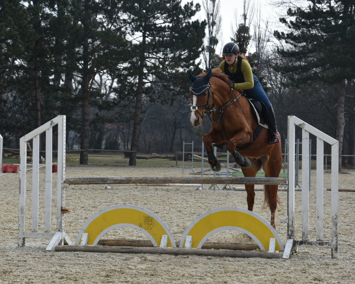 Dressurpferd Deva Gidran Parázs (Ungarisches Warmblut, 2010, von 3203 Déva Gidran-13 (Riadó))