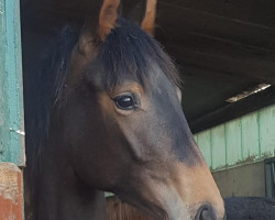 dressage horse Faaja (Oldenburg, 2022, from Morricone)