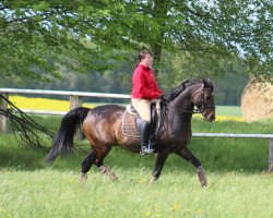 dressage horse Windeby 2 (Hanoverian, 2001, from Waterford)