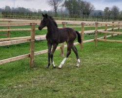 dressage horse Santa Victoria (Hanoverian, 2023, from St. Emilion)