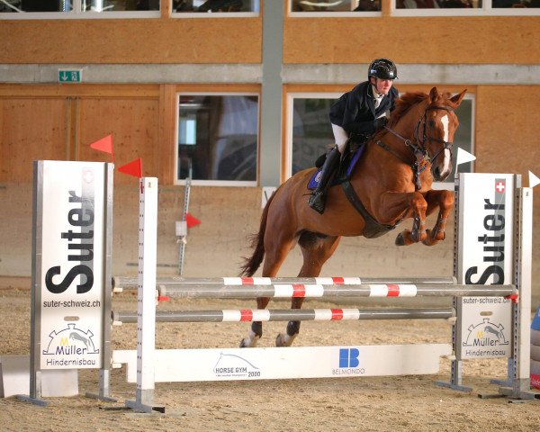 jumper Manjana B (KWPN (Royal Dutch Sporthorse), 2017, from Ohio van de Padenborre)