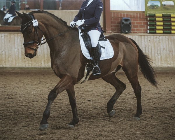 dressage horse Dumbledore 93 (Hanoverian, 2012, from Don Index)