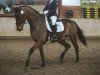 dressage horse Dumbledore 93 (Hanoverian, 2012, from Don Index)