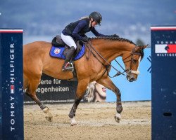 Springpferd Glamour Balia (KWPN (Niederländisches Warmblut), 2011, von Andiamo)