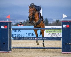 Springpferd Icaro Di Banditella (Italienisches Warmblut, 2017, von Carrera VDL)